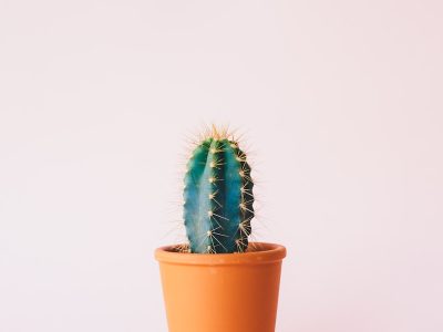 家居绿植推荐：让生活更有生机